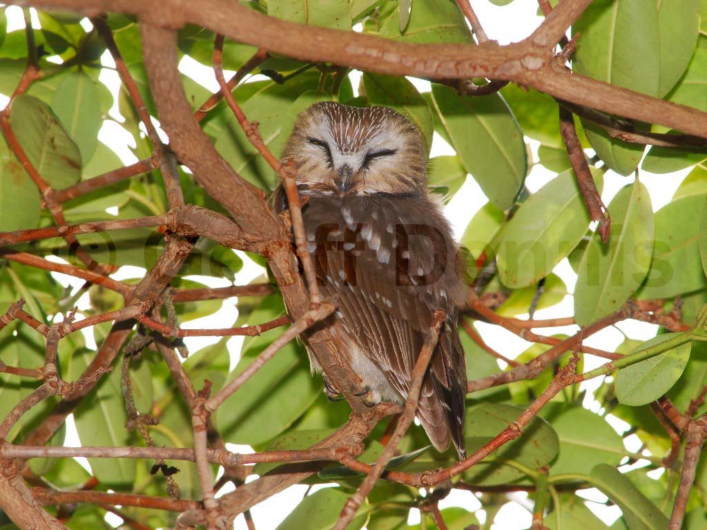 NSWO-BA_Northern-Saw-whet-Owl