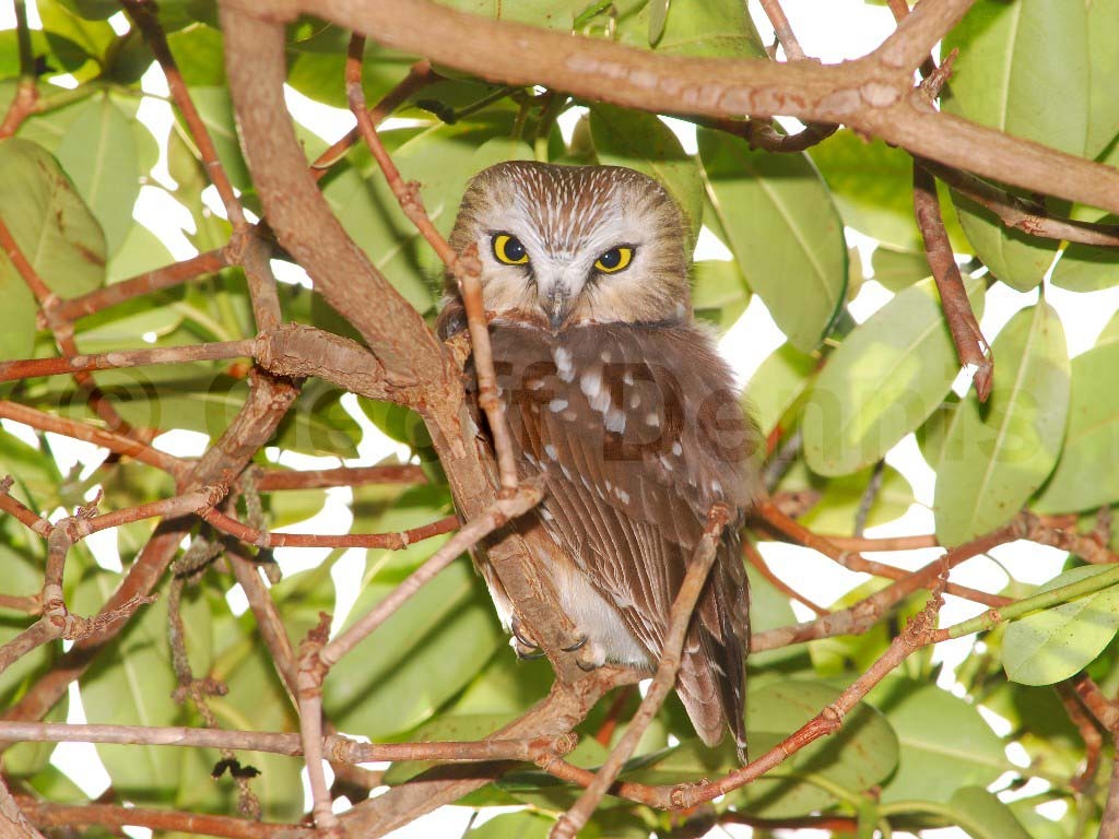 NSWO-BB_Northern-Saw-whet-Owl