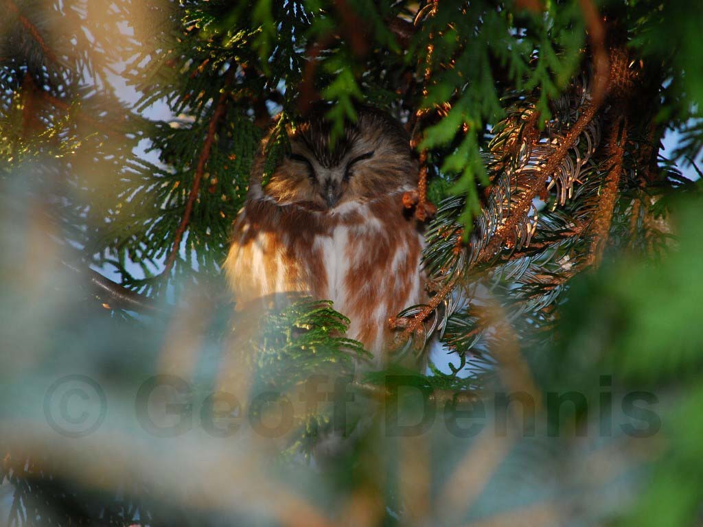 NSWO-BC_Northern-Saw-whet-Owl