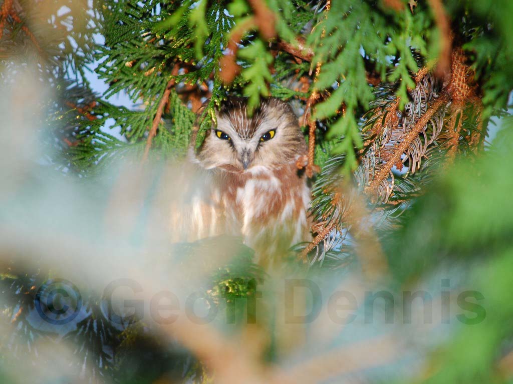 NSWO-BD_Northern-Saw-whet-Owl