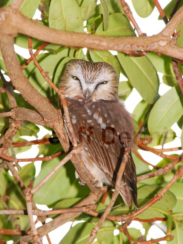NSWO-BE_Northern-Saw-whet-Owl