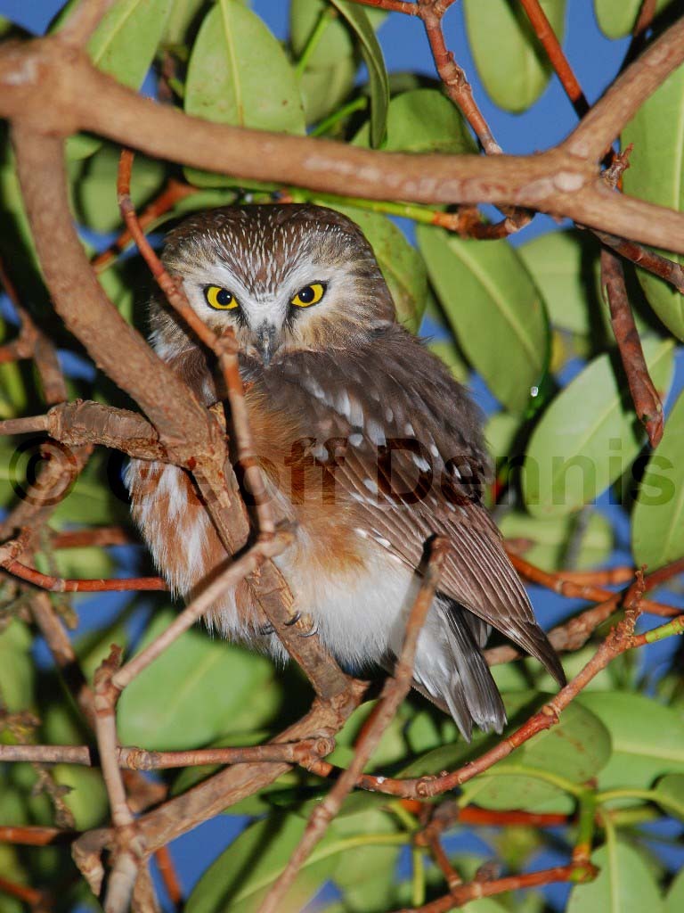 NSWO-BF_Northern-Saw-whet-Owl