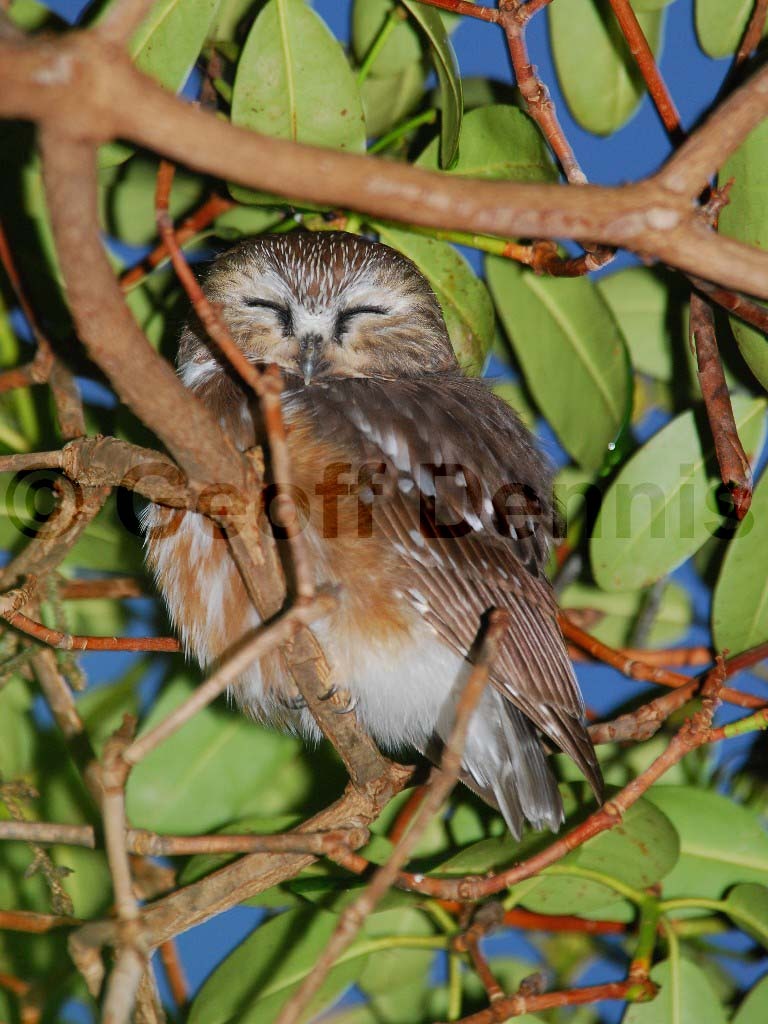 NSWO-BG_Northern-Saw-whet-Owl