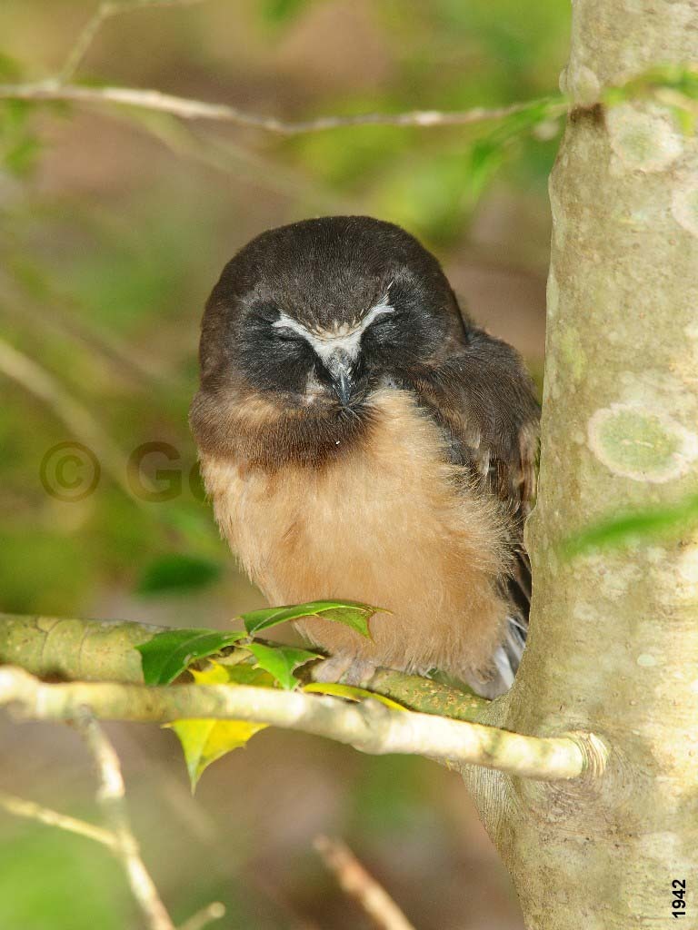 NSWO-BH_Northern-Saw-whet-Owl