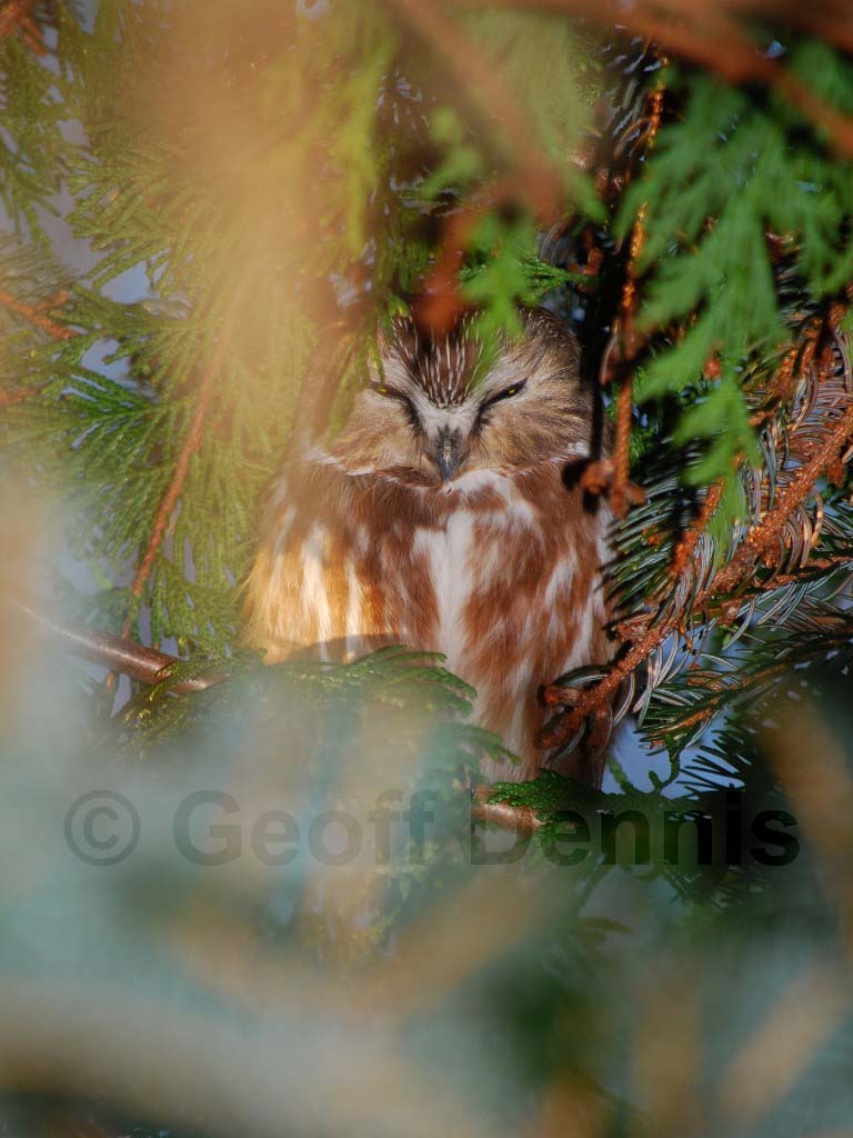 NSWO-BI_Northern-Saw-whet-Owl