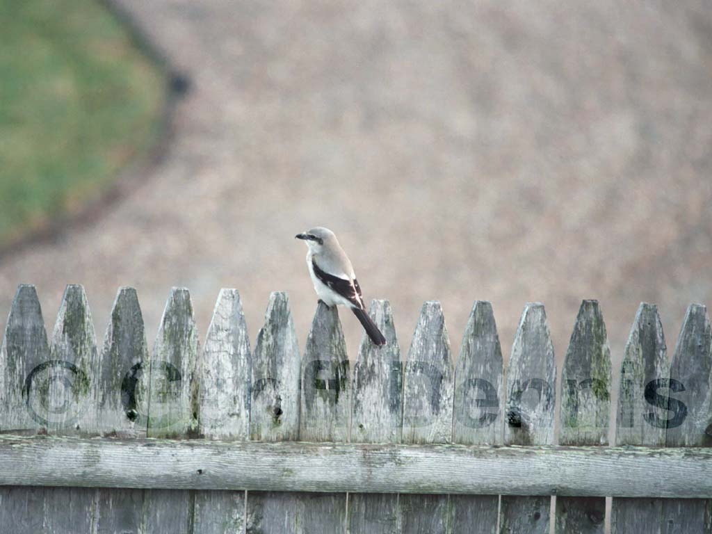 NSHR-AA_Northern-Shrike