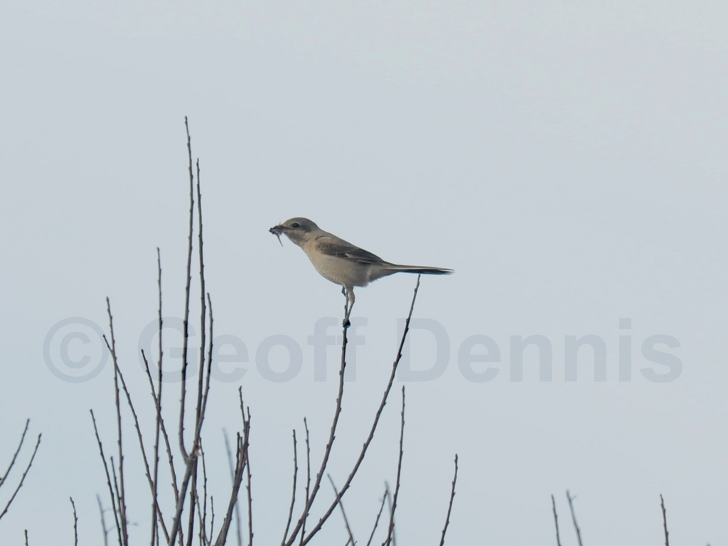 NSHR-AB_Northern-Shrike