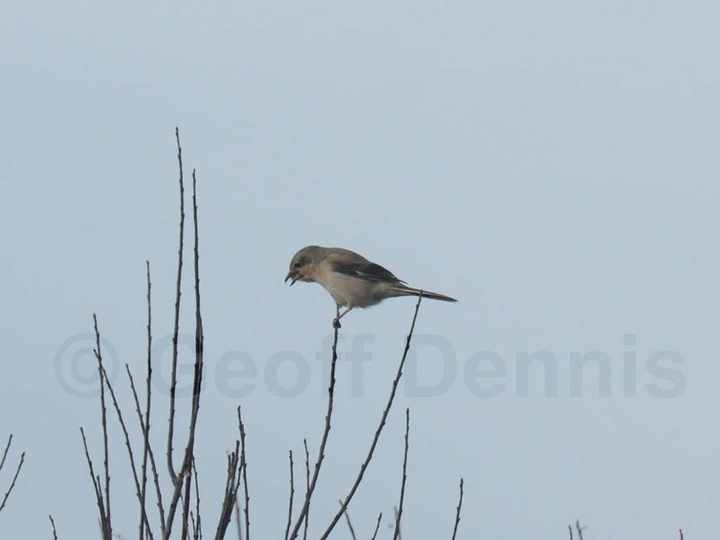 NSHR-AC_Northern-Shrike