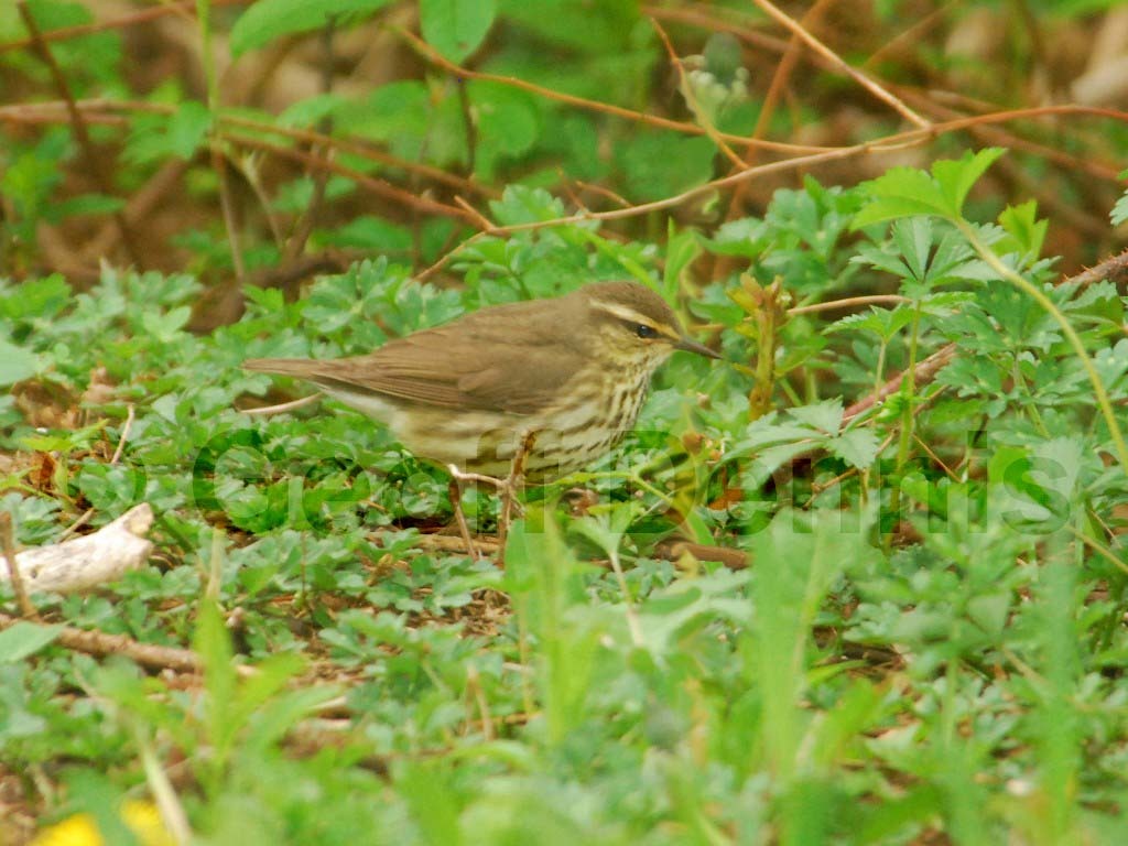 NOWA-AA_Northern-Waterthrush