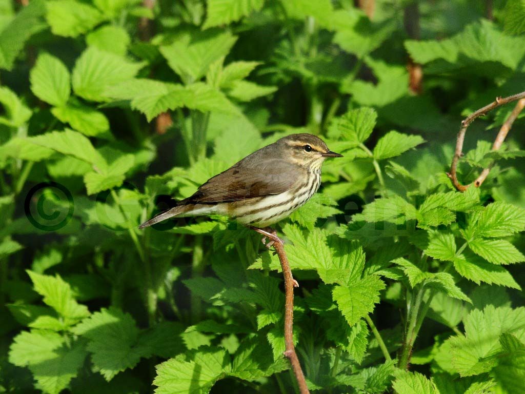NOWA-AB_Northern-Waterthrush