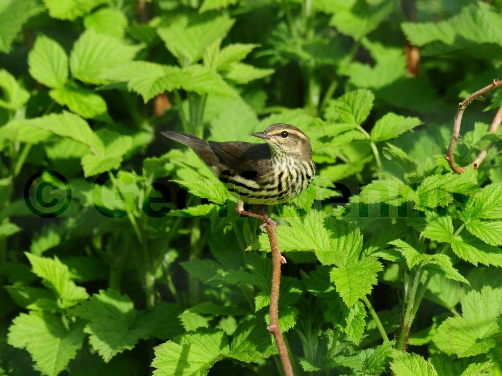NOWA-AC_Northern-Waterthrush