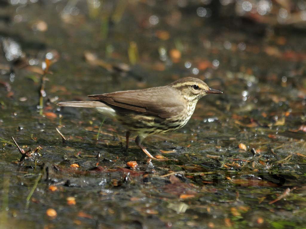 NOWA-AD_Northern-Waterthrush
