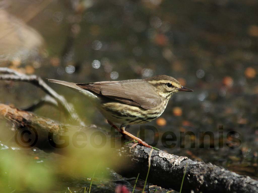 NOWA-AE_Northern-Waterthrush