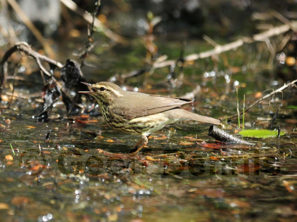 NOWA-AF_Northern-Waterthrush