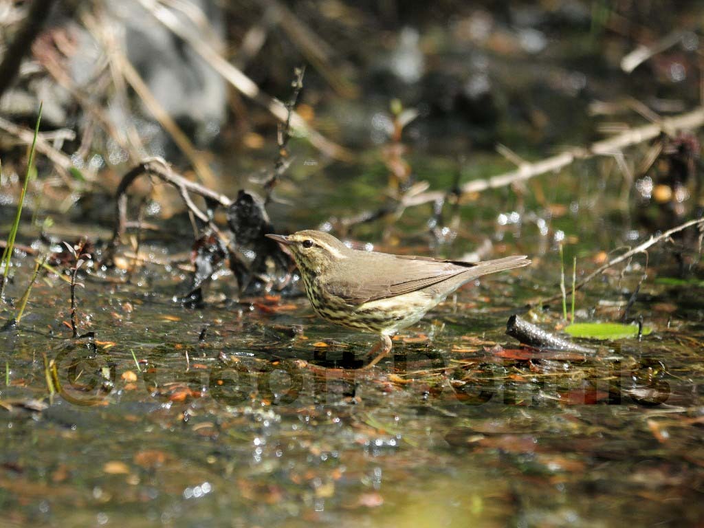 NOWA-AG_Northern-Waterthrush
