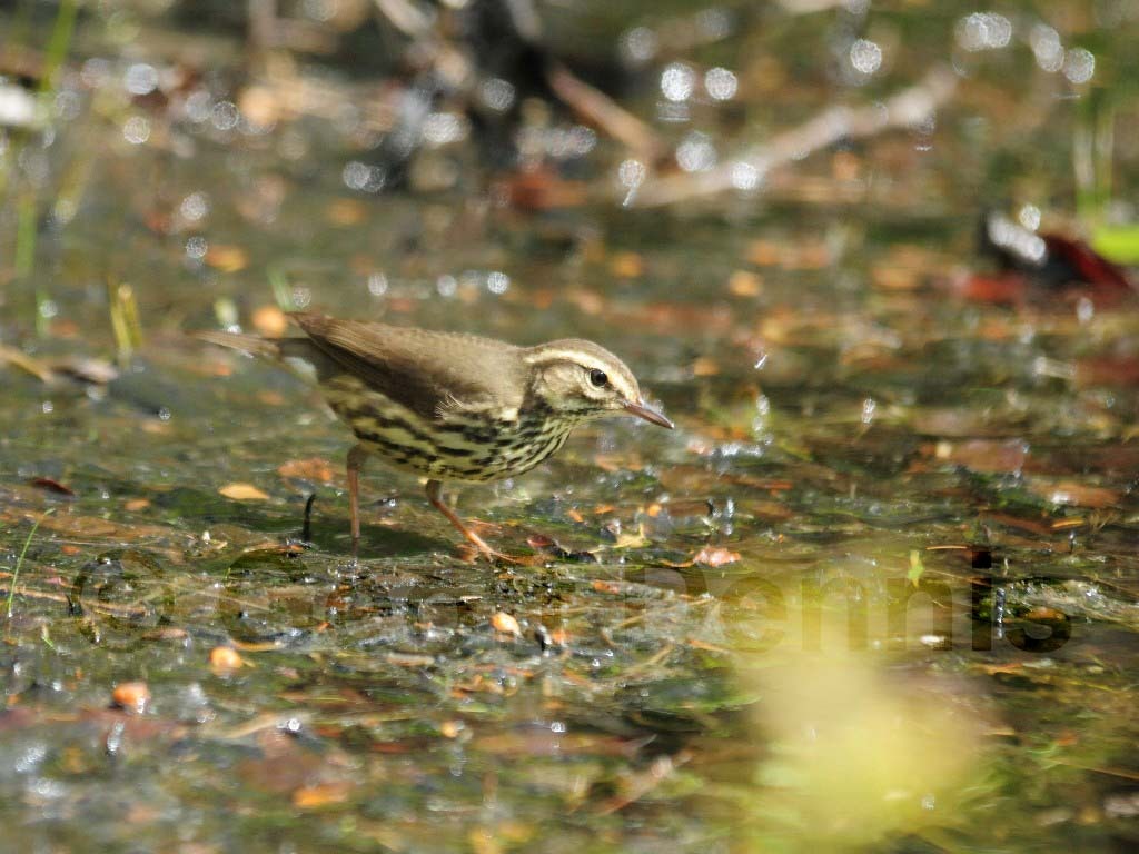 NOWA-AH_Northern-Waterthrush