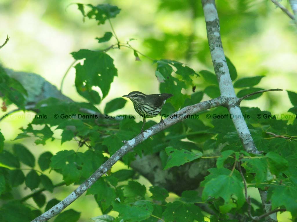 NOWA-AI_Northern-Waterthrush