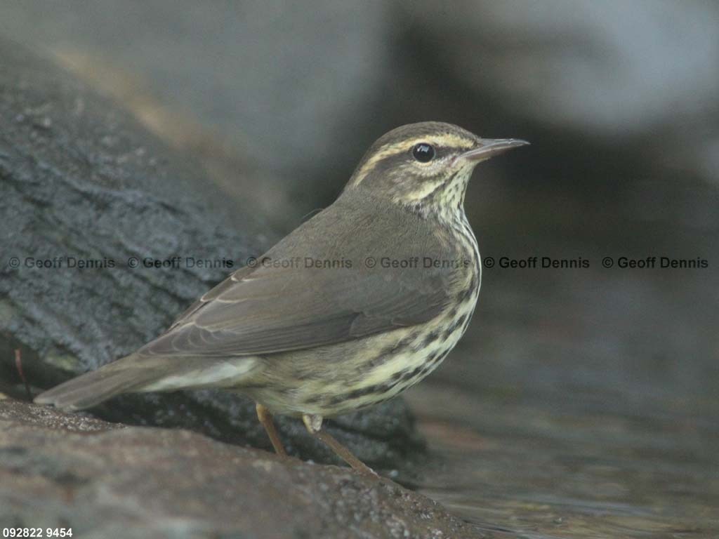 NOWA-AJ_Northern-Waterthrush