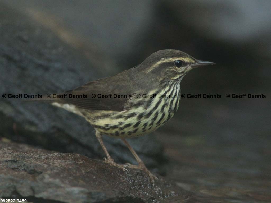 NOWA-AK_Northern-Waterthrush