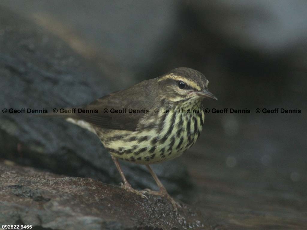 NOWA-AL_Northern-Waterthrush