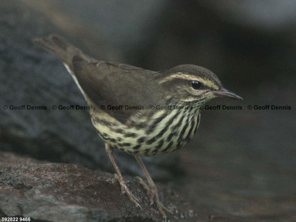 NOWA-AM_Northern-Waterthrush