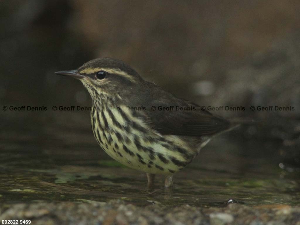 NOWA-AN_Northern-Waterthrush