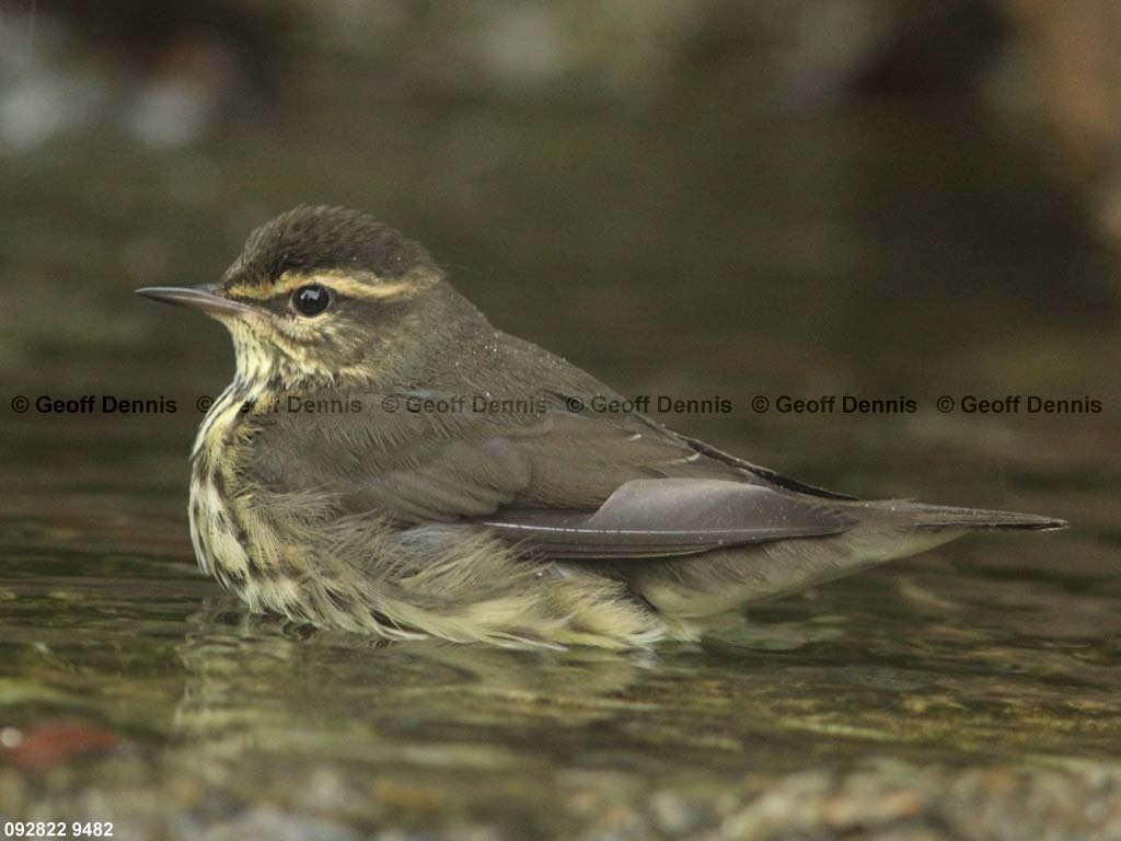NOWA-AO_Northern-Waterthrush