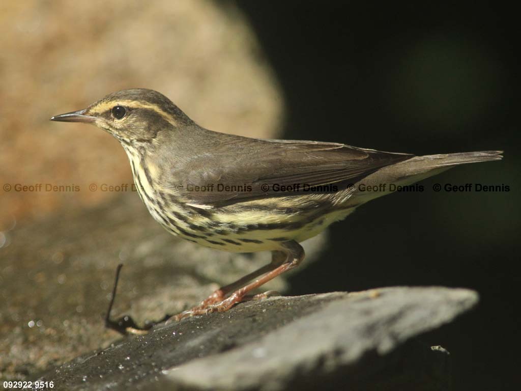NOWA-AP_Northern-Waterthrush