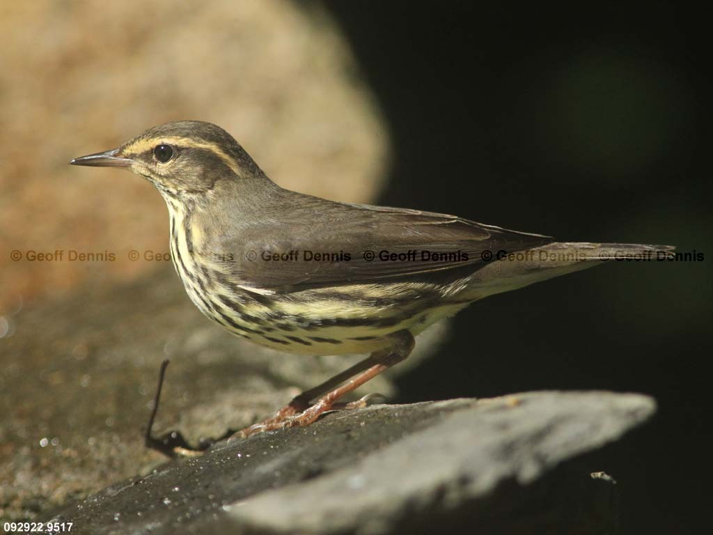 NOWA-AQ_Northern-Waterthrush