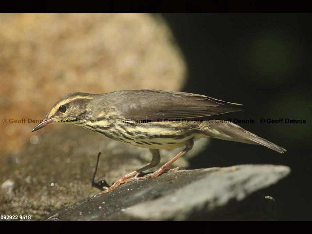 NOWA-ARa_Northern-Waterthrush