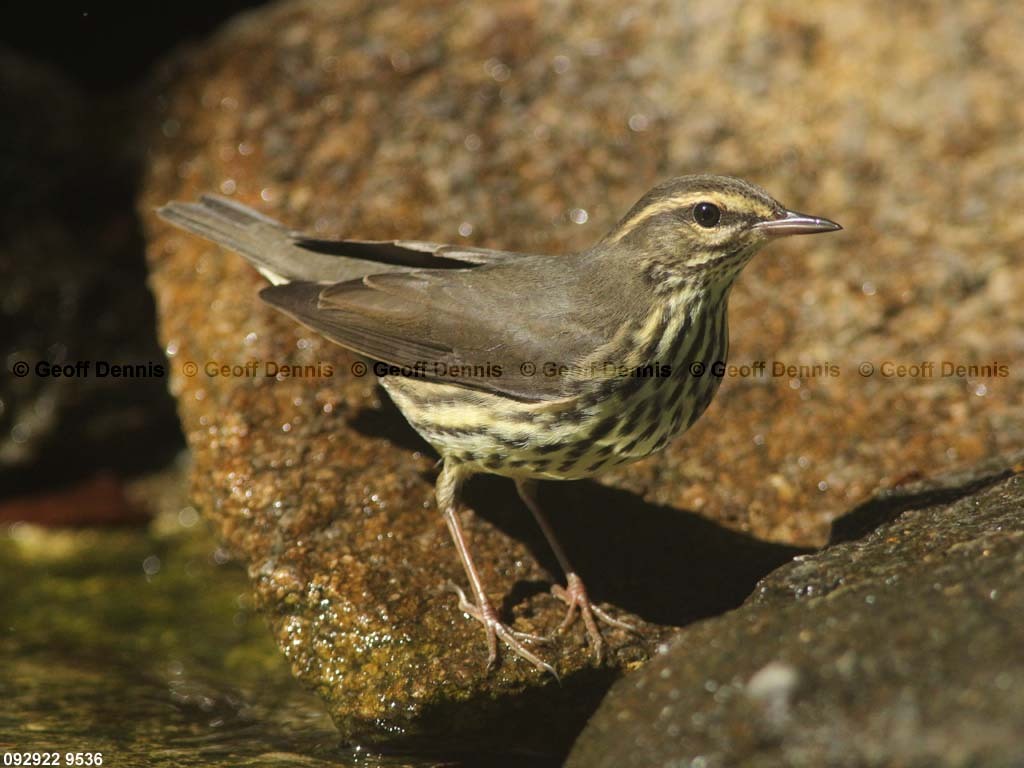 NOWA-AS_Northern-Waterthrush