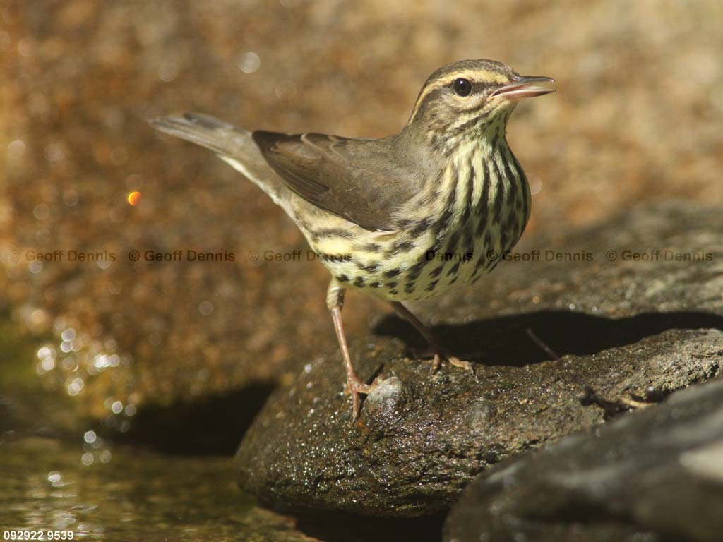NOWA-AT_Northern-Waterthrush