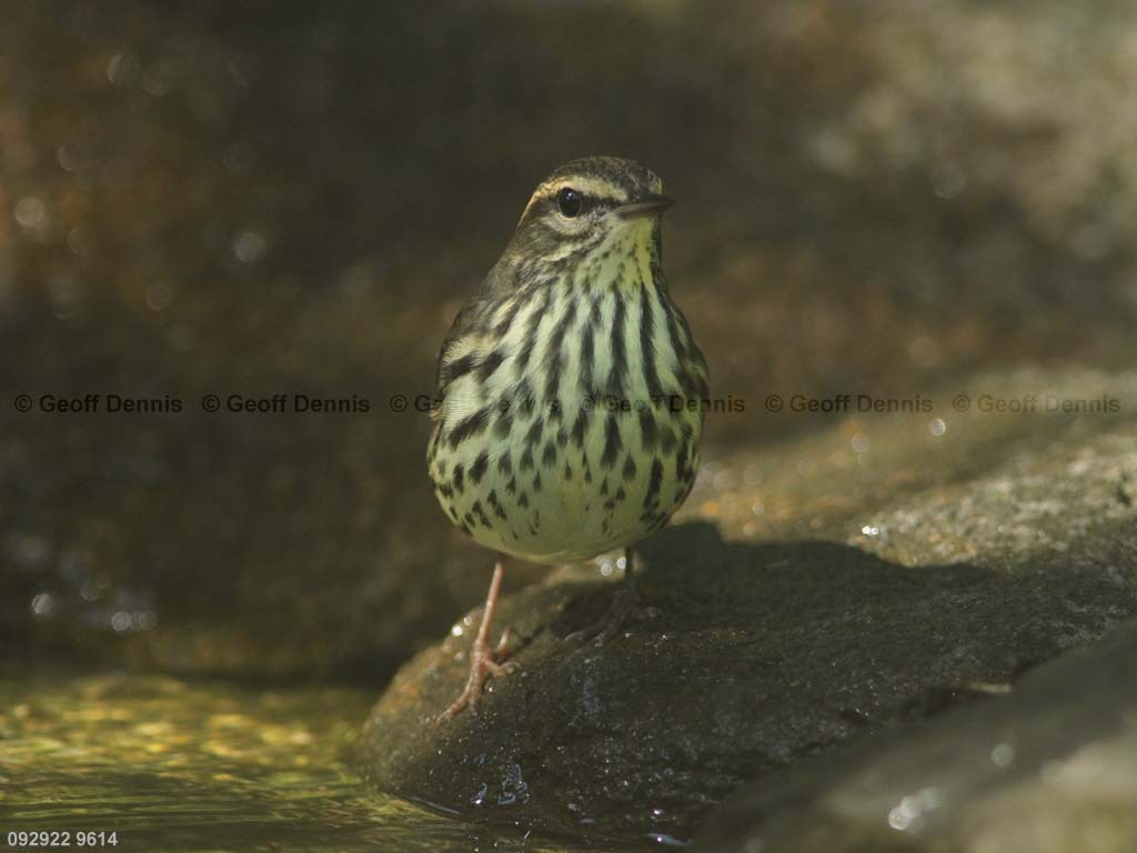 NOWA-AU_Northern-Waterthrush