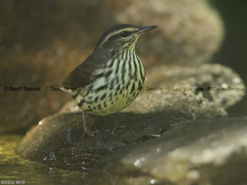 NOWA-AV_Northern-Waterthrush