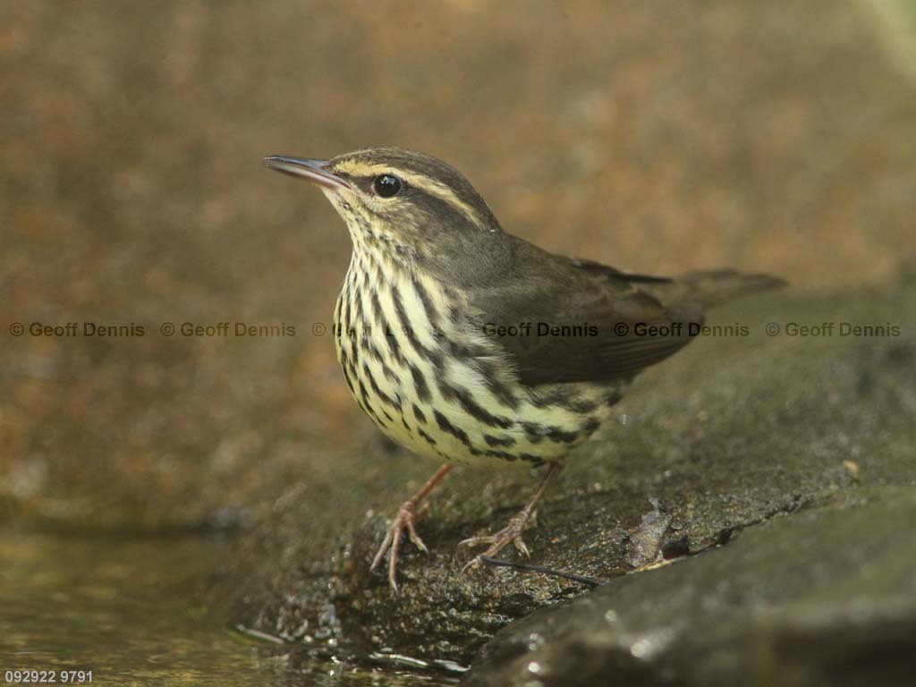 NOWA-AW_Northern-Waterthrush