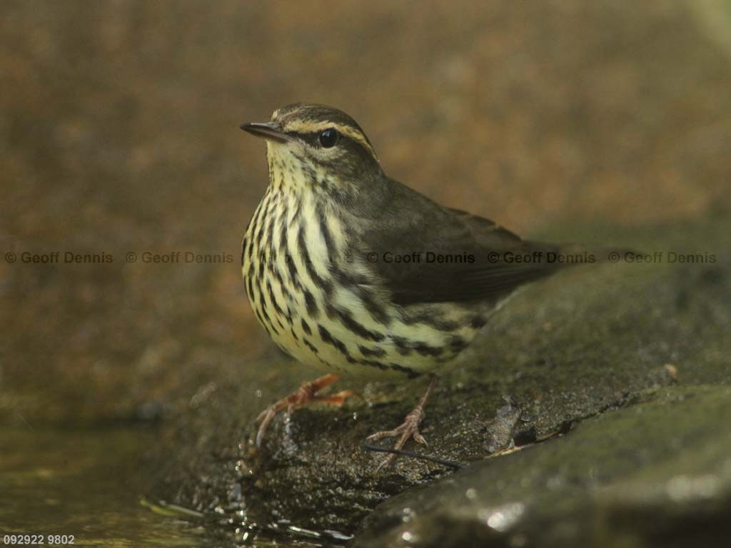 NOWA-AX_Northern-Waterthrush