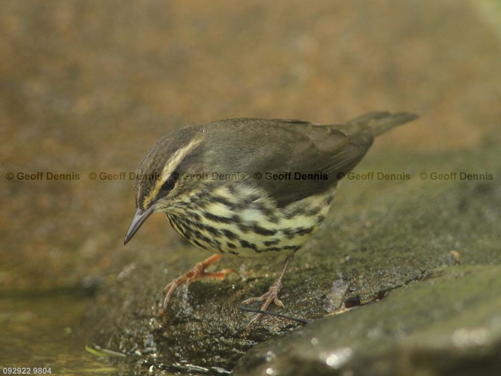 NOWA-AY_Northern-Waterthrush