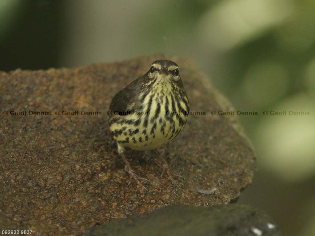 NOWA-AZ_Northern-Waterthrush