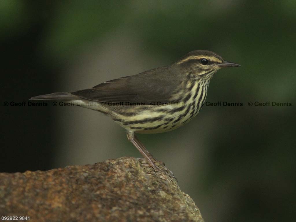 NOWA-BA_Northern-Waterthrush