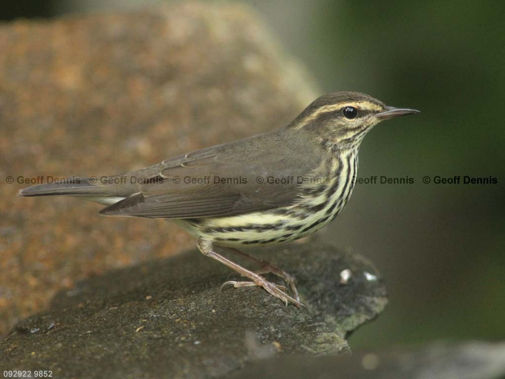 NOWA-BB_Northern-Waterthrush