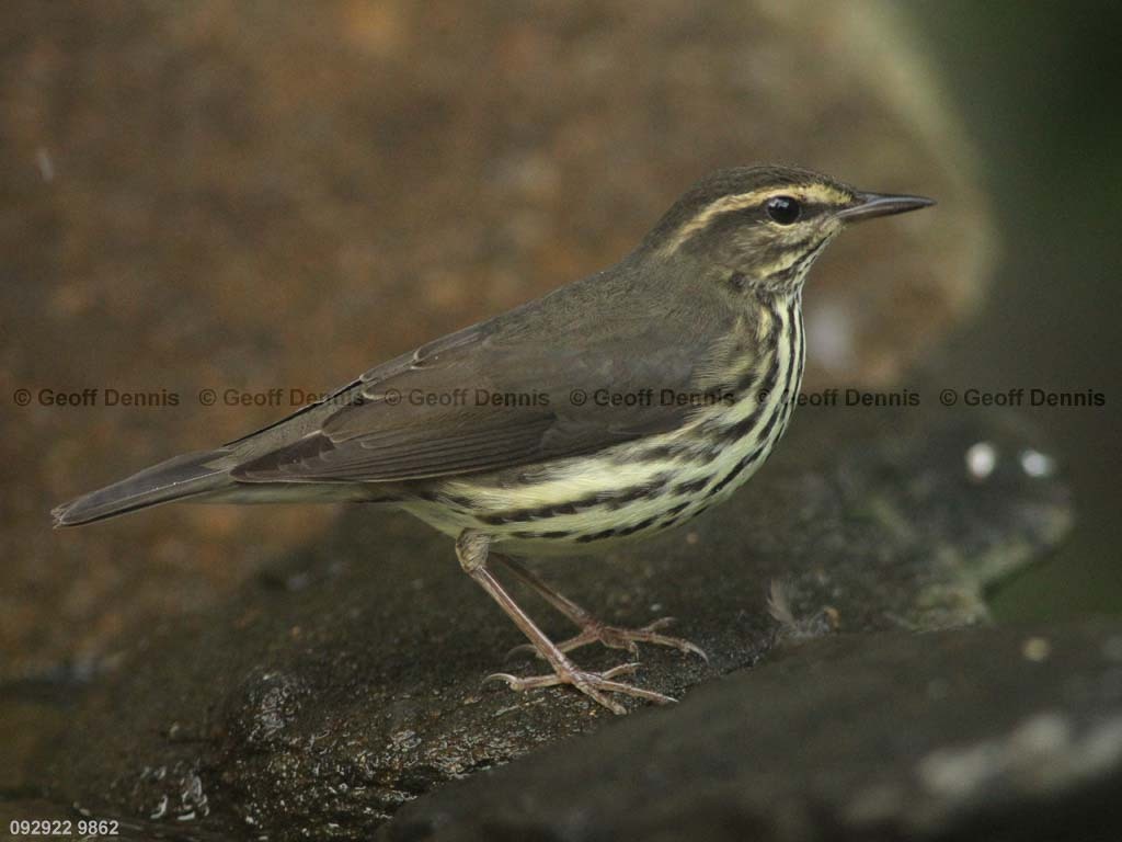 NOWA-BC_Northern-Waterthrush