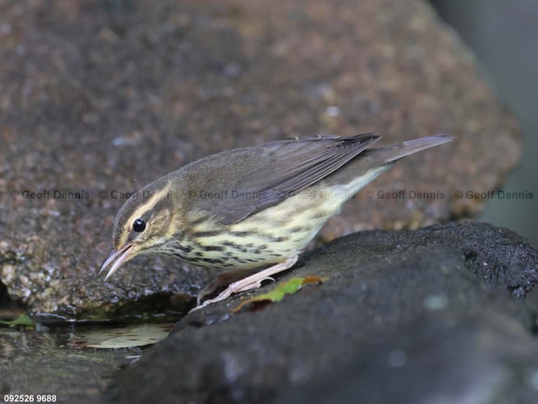 NOWA-BD_Northern-Waterthrush