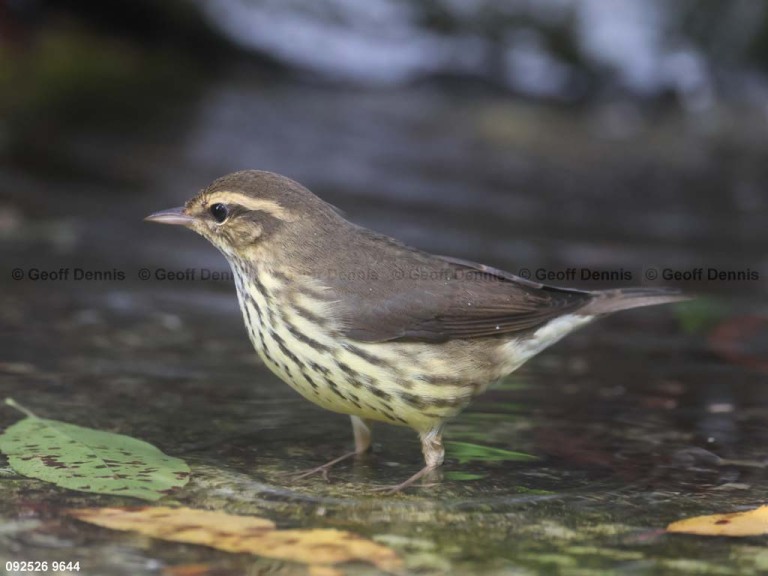 NOWA-BE_Northern-Waterthrush