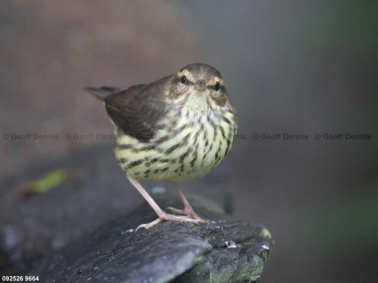 NOWA-BF_Northern-Waterthrush