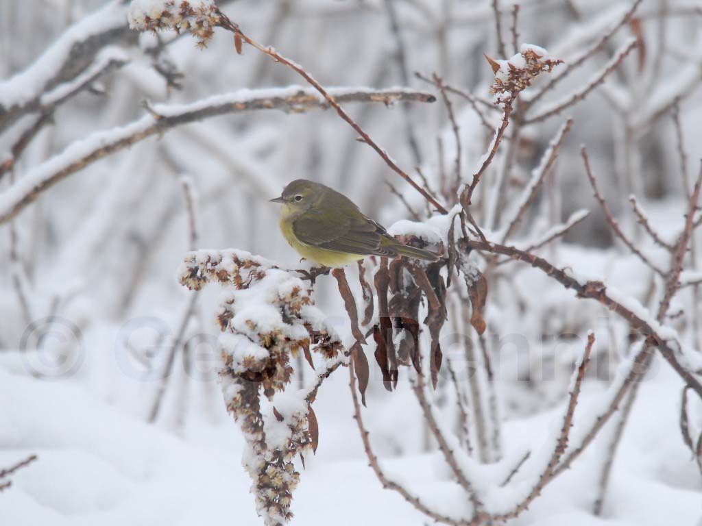 OCWA-AA_Orange-crowned-Warbler