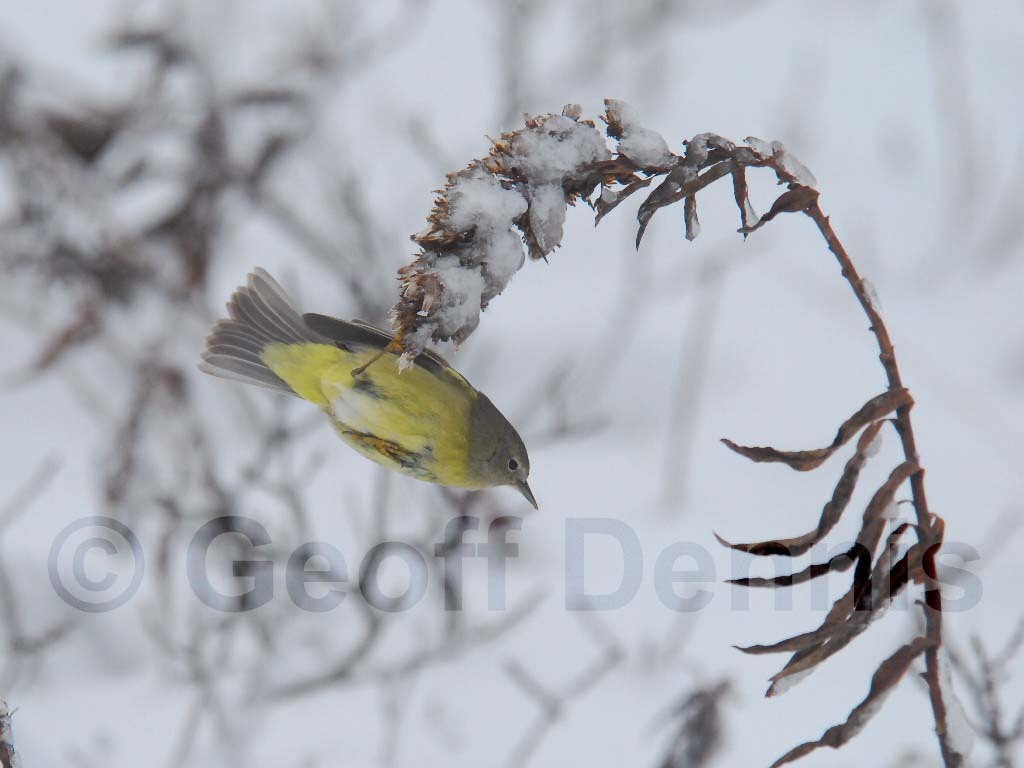 OCWA-AB_Orange-crowned-Warbler