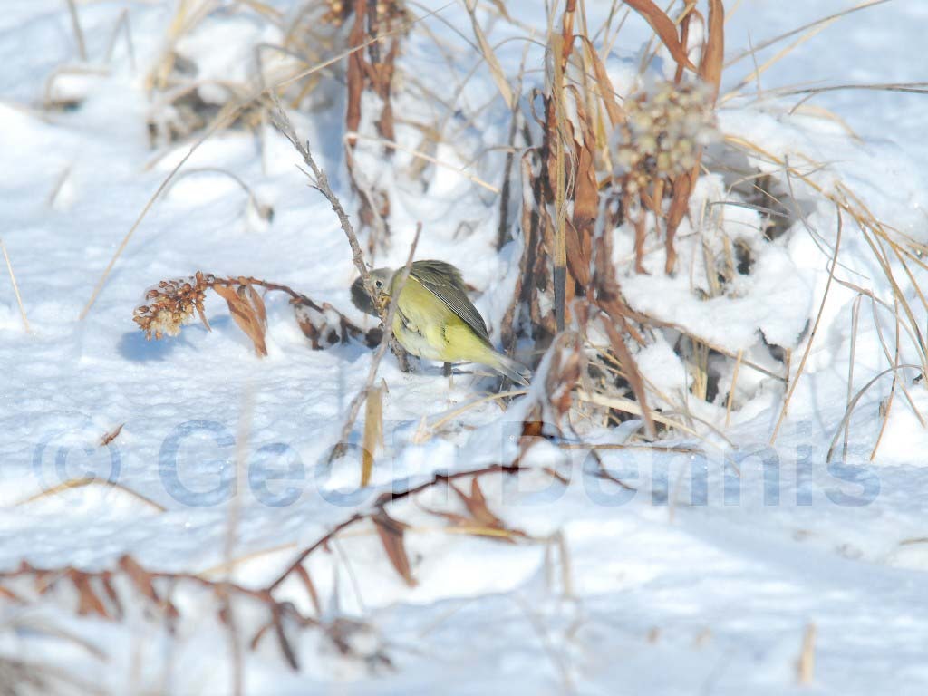 OCWA-AC_Orange-crowned-Warbler