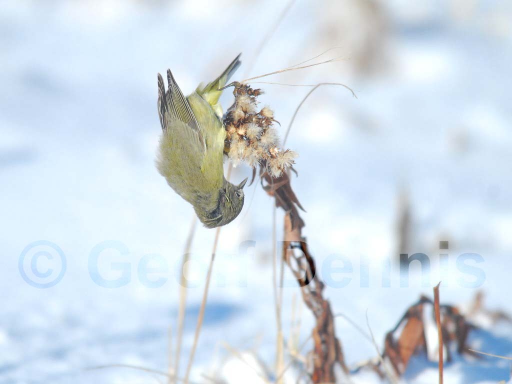 OCWA-AD_Orange-crowned-Warbler