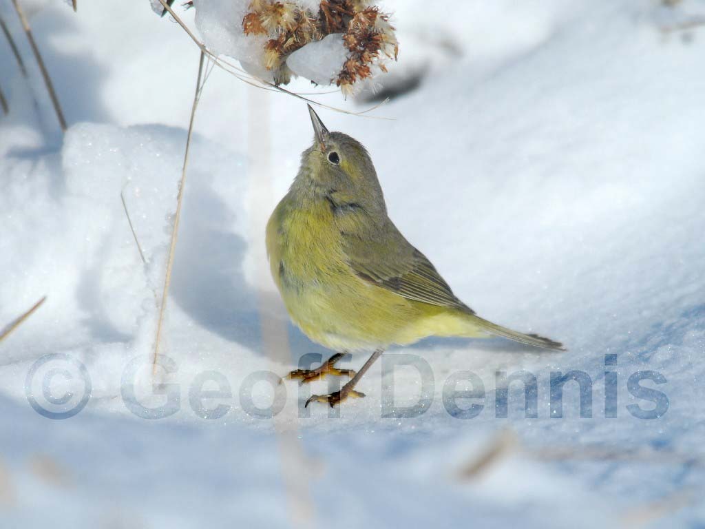OCWA-AE_Orange-crowned-Warbler