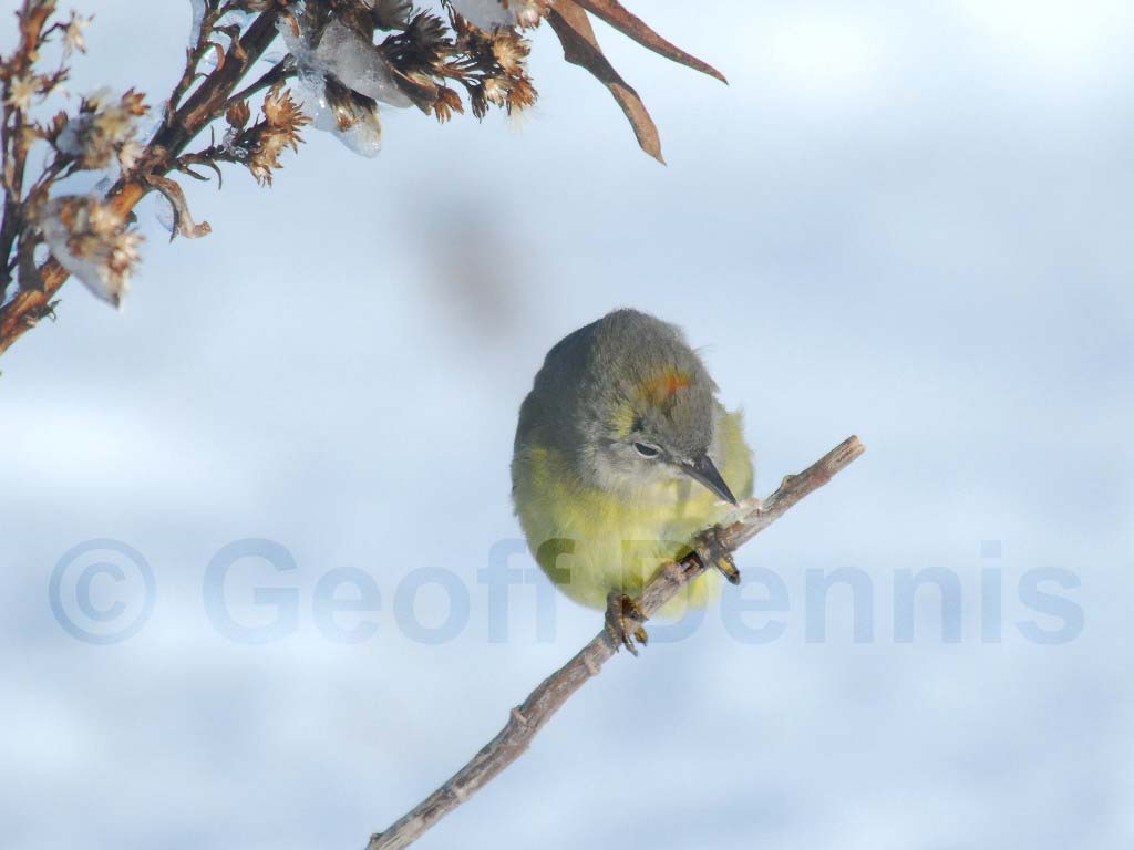 OCWA-AF_Orange-crowned-Warbler